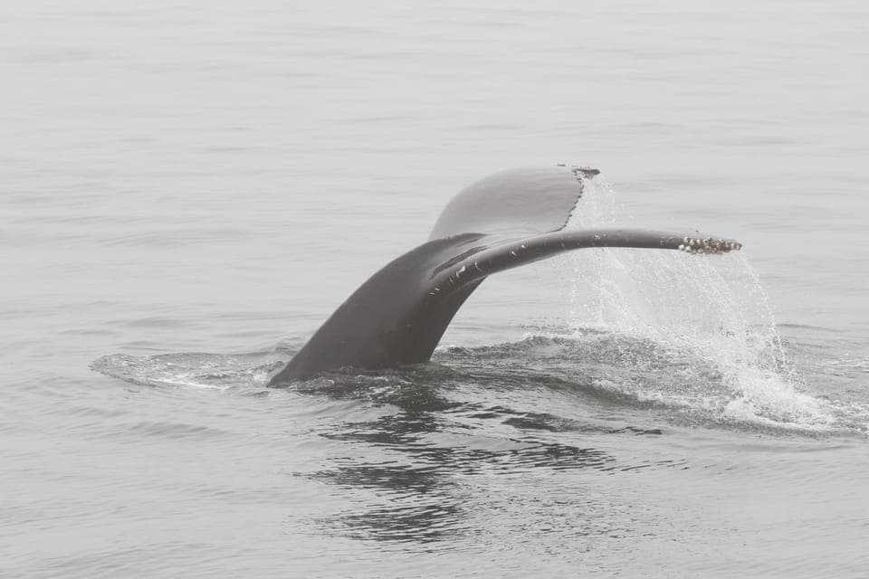 Luxury Year-round Whale Watching & Dolphin Tour Gallery Image 2