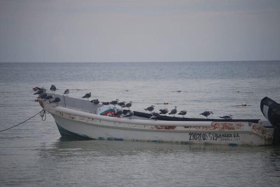 Cancun: Holbox Island Birdwatching and Wildlife Adventure Gallery Image 2