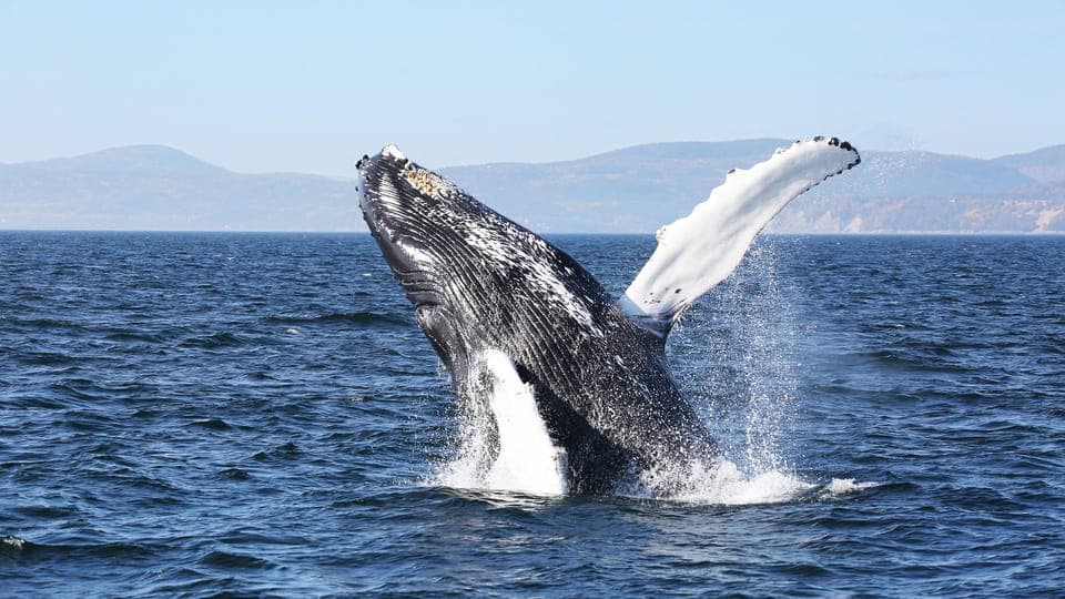 From Quebec City: Whale Watching Excursion Full-Day Trip Gallery Image 4