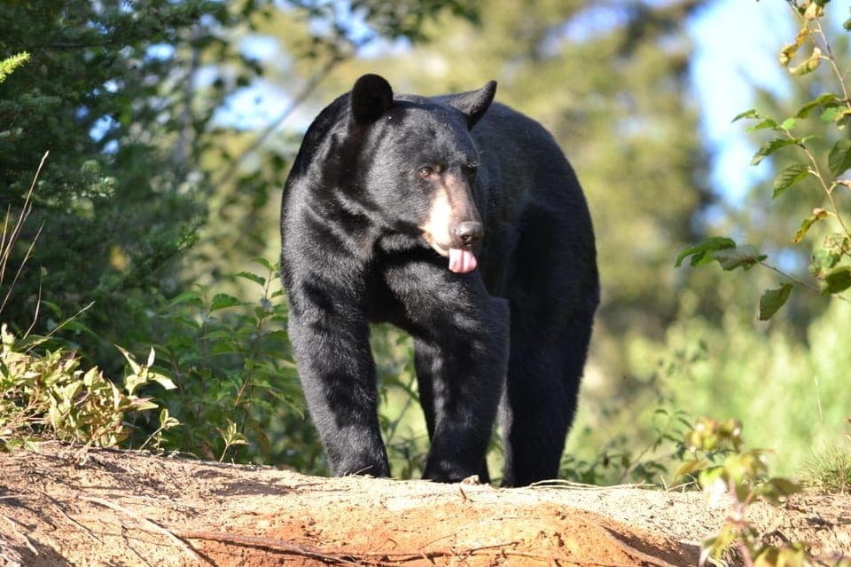 15 min. Tadoussac : Black Bear Observation with Expert Guide Gallery Image 2