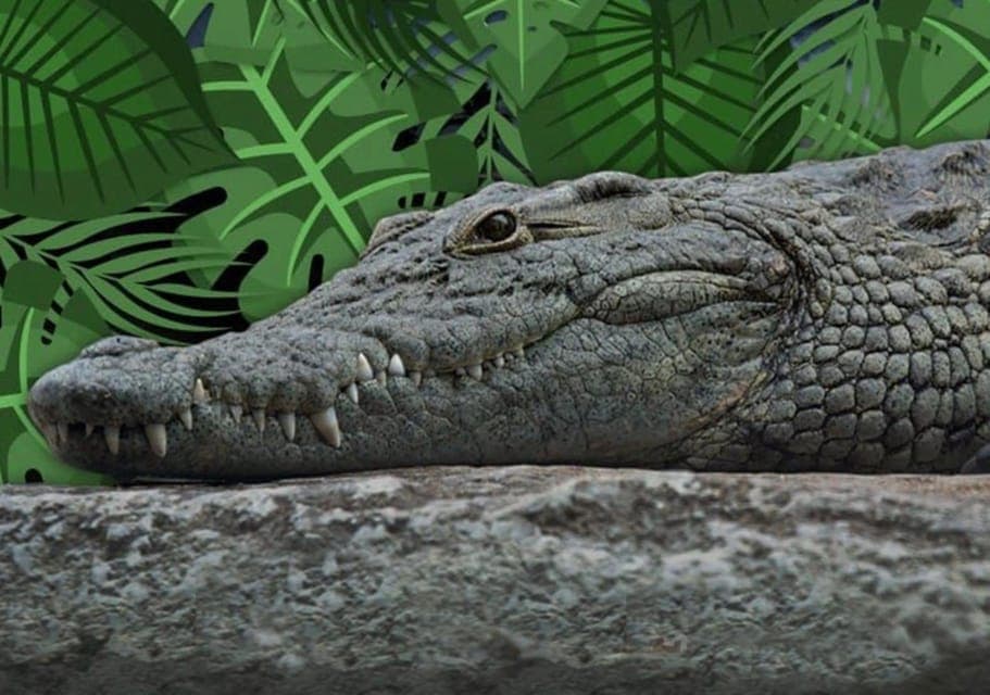 Cancun: Speedboat Adventure & Crocodile Sighting - Image 4