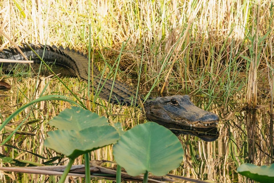 Everglades Airboat, Wildlife Show & Bus Transfer Gallery Image 2