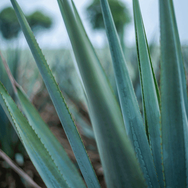 16. Mezcal Tasting and Market Tour with Lunch - Image 16