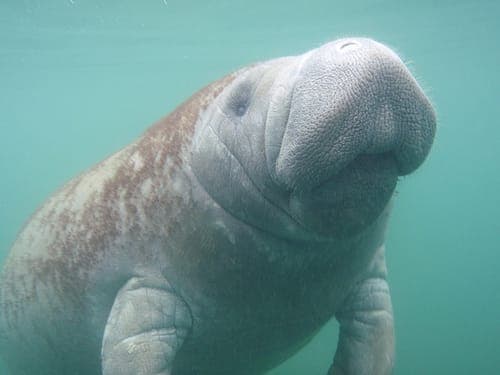 Swim with Manatees and Homosassa State Park Visit Gallery Image 3