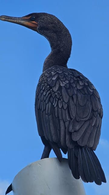 Kayak sunset cancun Gallery Image 4