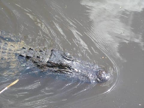 Airboat Tour of Louisiana Swamps Gallery Image 2