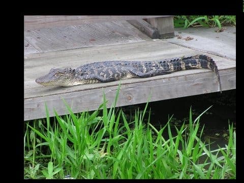 Airboat Tour of Louisiana Swamps Gallery Image 3