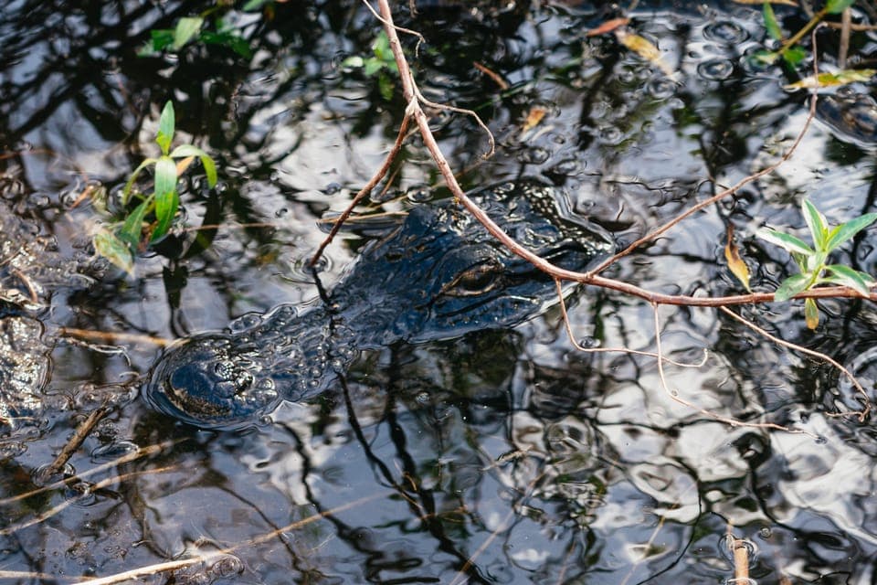 Florida Everglades Wildlife Airboat Tour Gallery Image 2