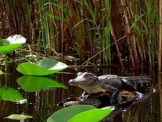 Orlando Alligator Experience: Day-Trip From Orlando Gallery Image 2