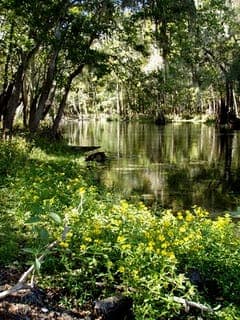 Wekiva River Kayak Full-Day Trip Gallery Image 2