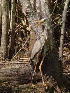 Wekiva River Kayak Full-Day Trip Gallery Image 3