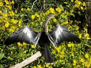 Wekiva River Kayak Full-Day Trip Gallery Image 4