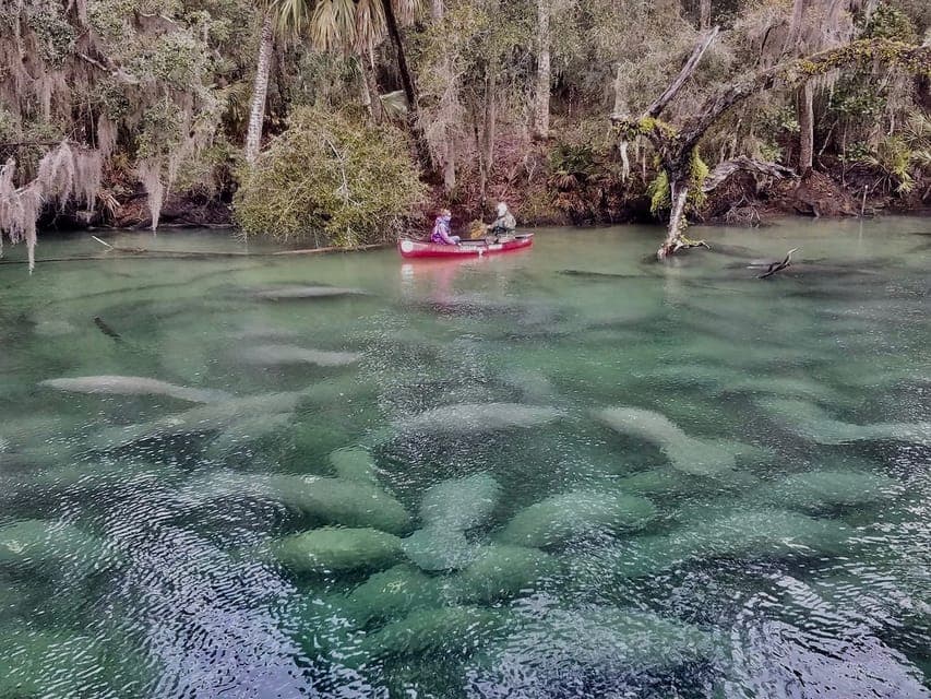 Kayaking Tour with Manatee Encounter Gallery Image 4