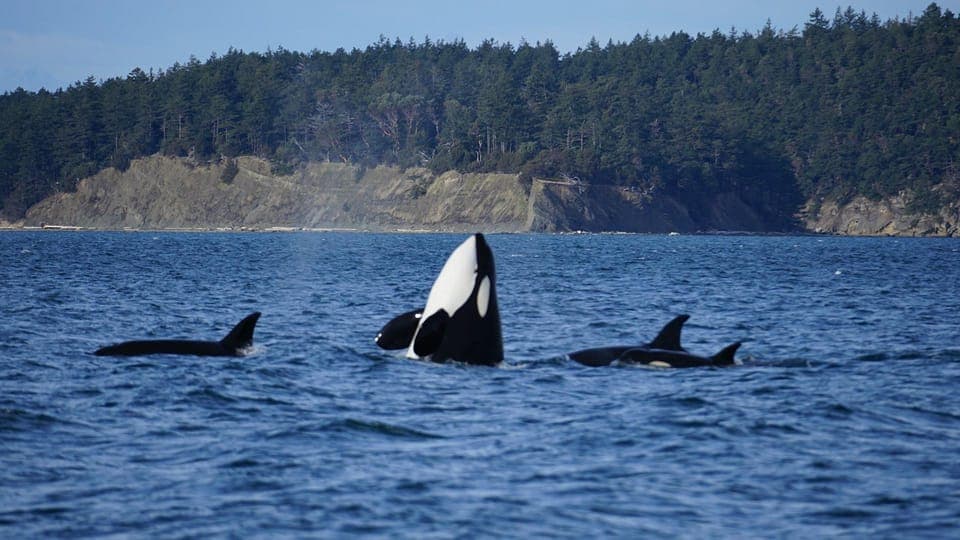 Anacortes: Orca Whales Guaranteed Boat Tour near Seattle Gallery Image 3