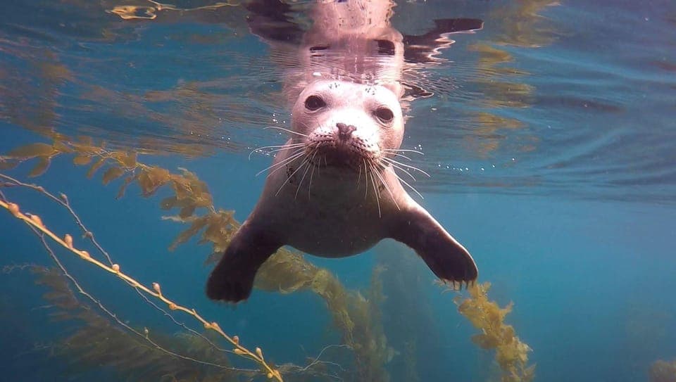 La Jolla Cove Guided Snorkeling Tour - Image 3