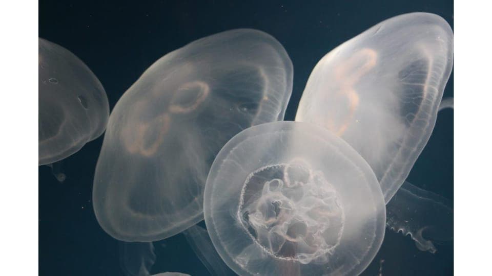 Heal The Bay Aquarium in Santa Monica Gallery Image 2