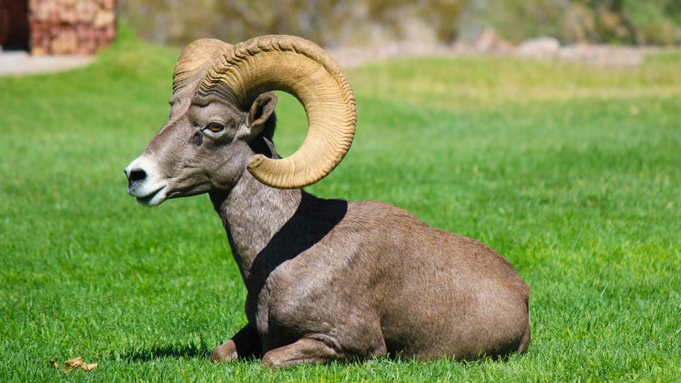 Colorado River Scenic Escape Guided Kayak Tour Gallery Image 3