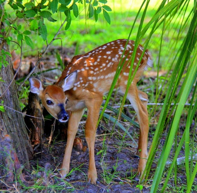 Wild Florida Park Ticket and Gator Shows Gallery Image 3