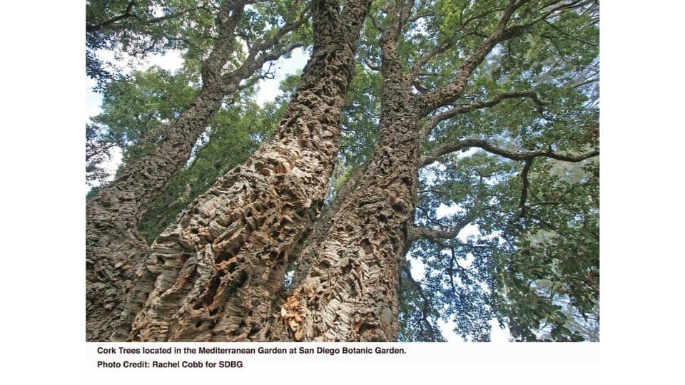 San Diego Botanical Garden Entry Ticket and Transportation Gallery Image 2