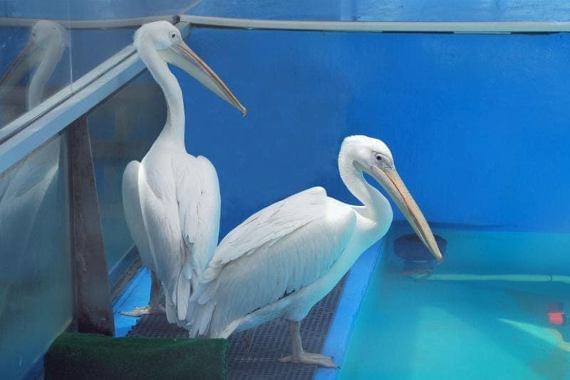 Clearwater Beach and Marine Aquarium Admission Gallery Image 3