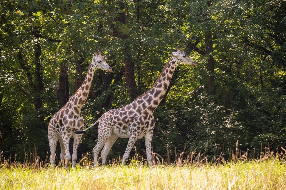 Bronx Zoo Entry Ticket Gallery Image 1