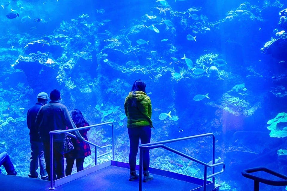San Francisco California Academy of Sciences with Admission Gallery Image 4