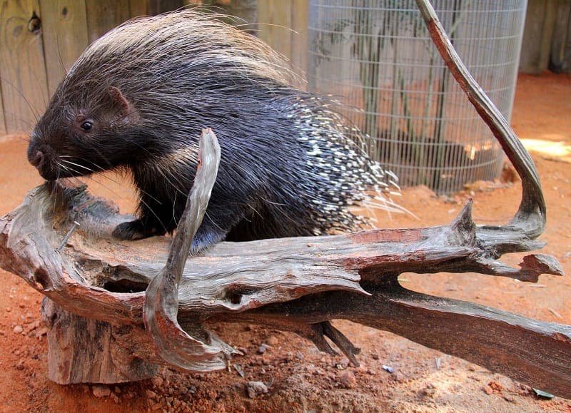 Wild Florida Park Ticket and Gator Shows Gallery Image 2