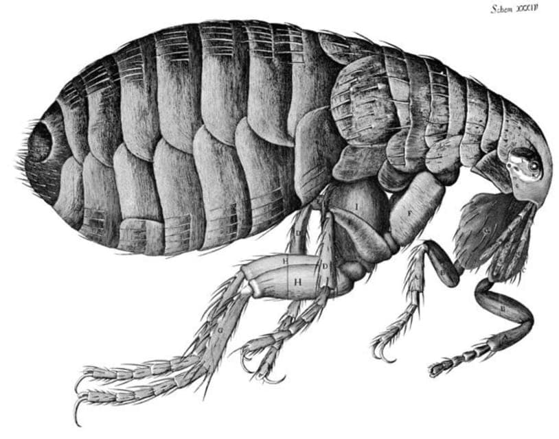 Disastrous London: Plague, Fire, and Revolution Gallery Image 2