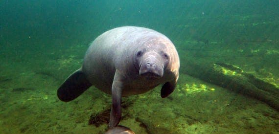 Kayaking Tour with Manatee Encounter Gallery Image 1