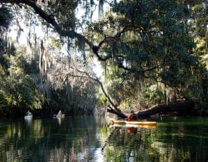 Kayaking Tour with Manatee Encounter Gallery Image 2