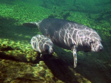Kayaking Tour with Manatee Encounter Gallery Image 3