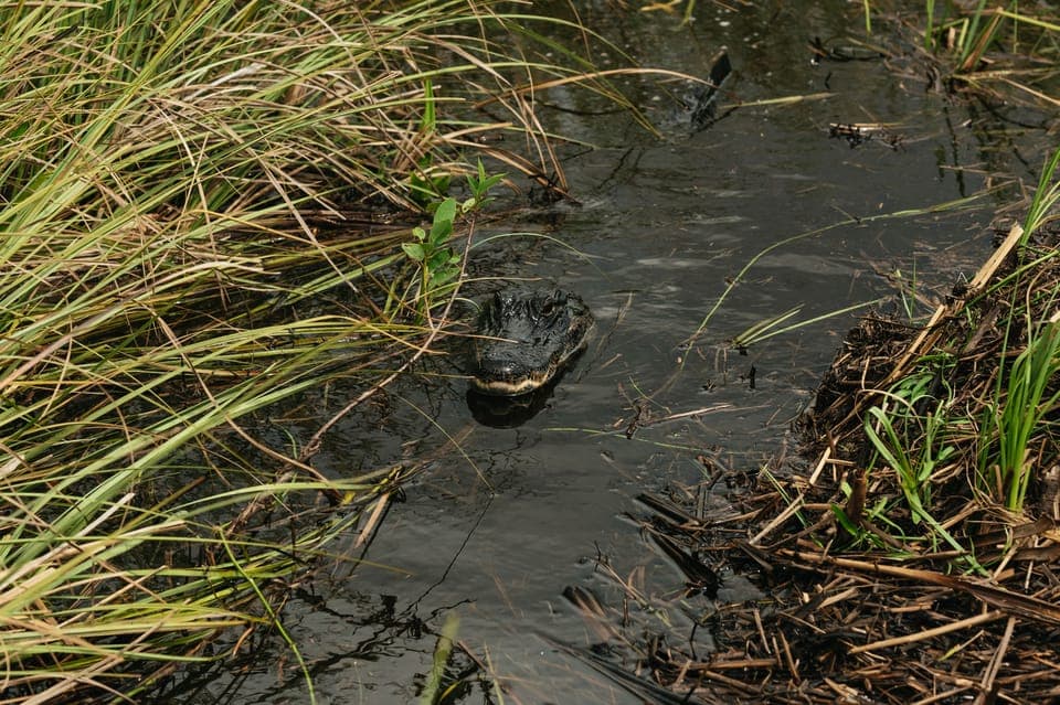 From Miami: Everglades Airboat Ride and Nature Walk Gallery Image 4