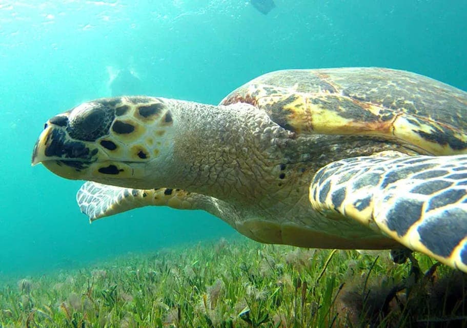 Cancun: Jungle Speedboat & Snorkeling Adventure Gallery Image 2