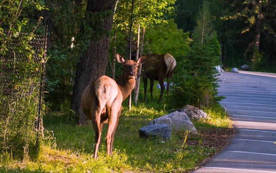 Shuttle to Moraine Lake and Lake Louise Gallery Image 2