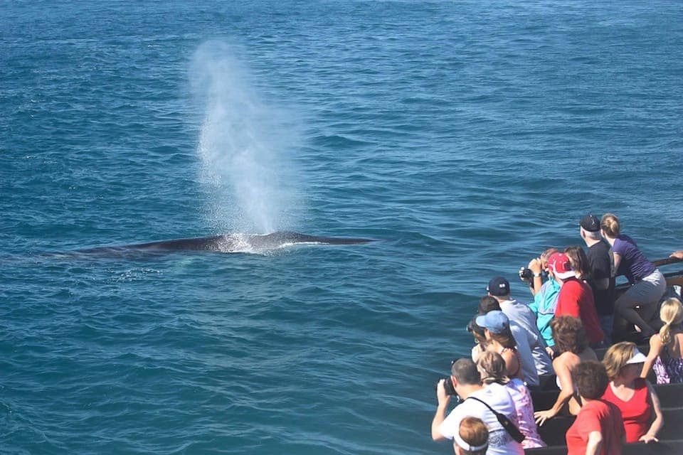 Whale Watching Tour Gallery Image 4