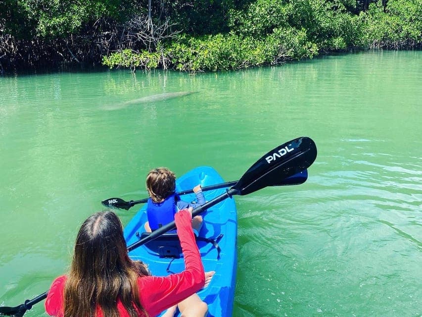 Manatee Season Paddleboard or Kayak Tour Gallery Image 2