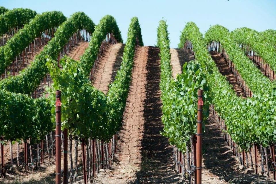 Napa Valley Half-Day Wine Tour with Tastings Gallery Image 4