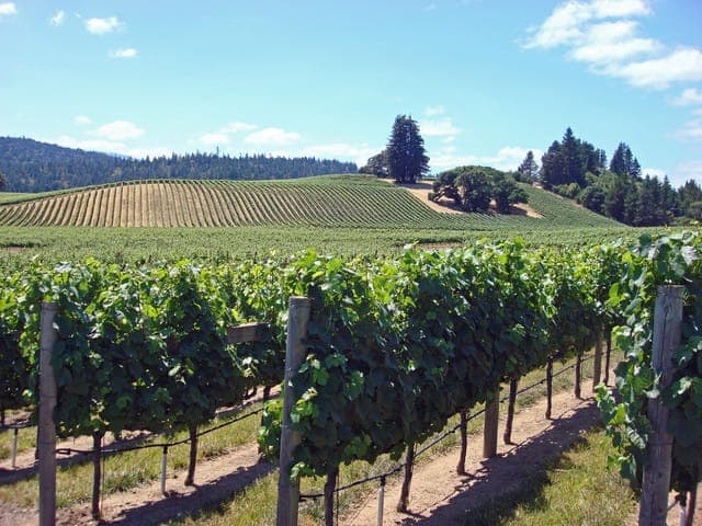 SF: Napa & Sonoma Wine Tour & Hop-on Hop-off Tour (Save 15%) Gallery Image 3
