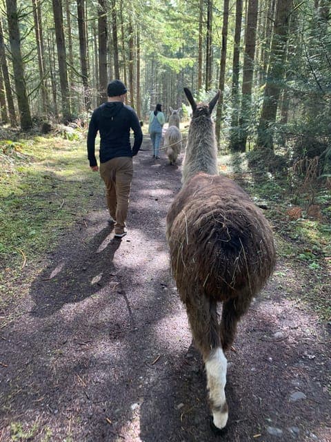 Roy, Washington: Llama Hike and Alpaca Encounter Gallery Image 4