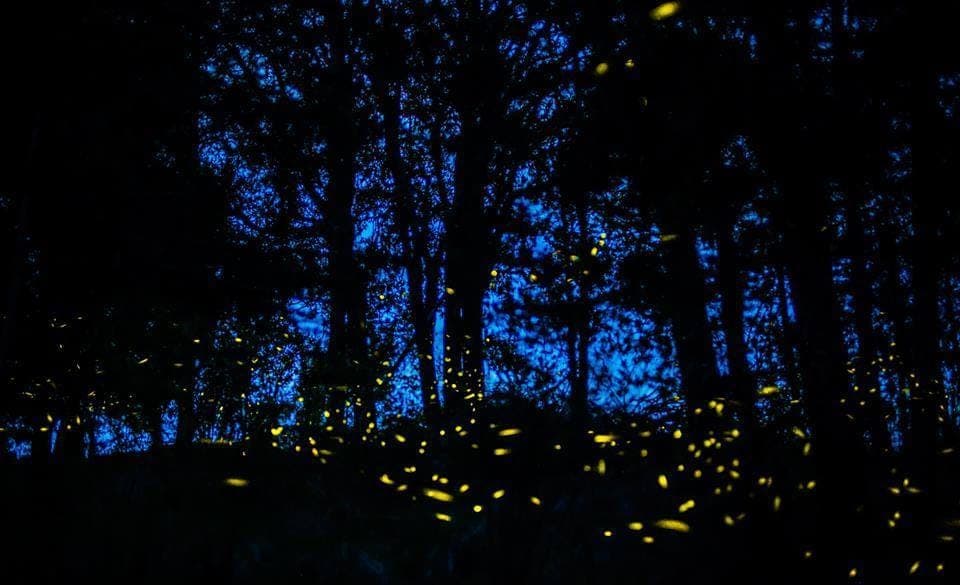Tour of Tlaxcala and Sanctuary of the Fireflies - Image 1