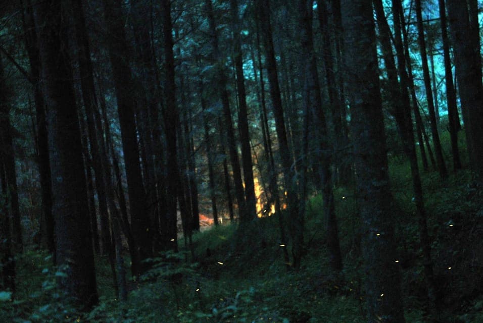 Tour of Tlaxcala and Sanctuary of the Fireflies Gallery Image 3