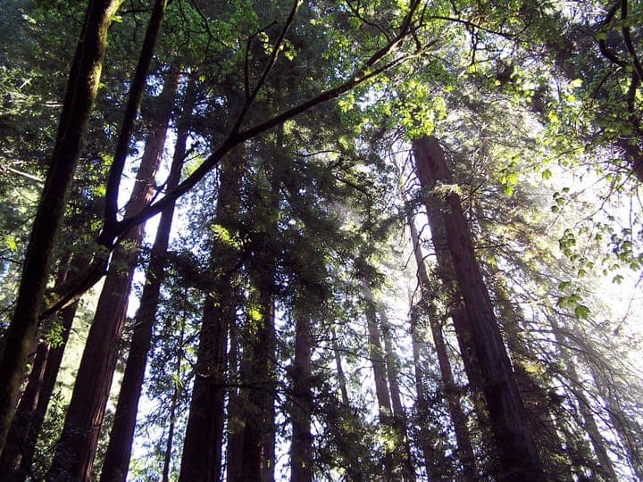 SF: Guided Muir Woods Tour & Hop-On Hop-Off Tour (Save 15%) Gallery Image 3
