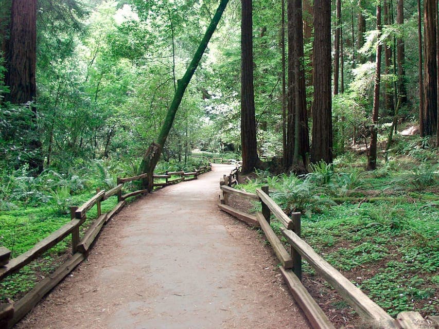 SF: Guided Muir Woods Tour & Hop-On Hop-Off Tour (Save 15%) Gallery Image 4