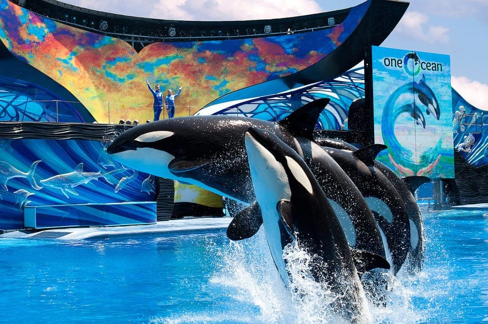 37. SeaWorld Orlando: Park Admission Ticket - Image 37