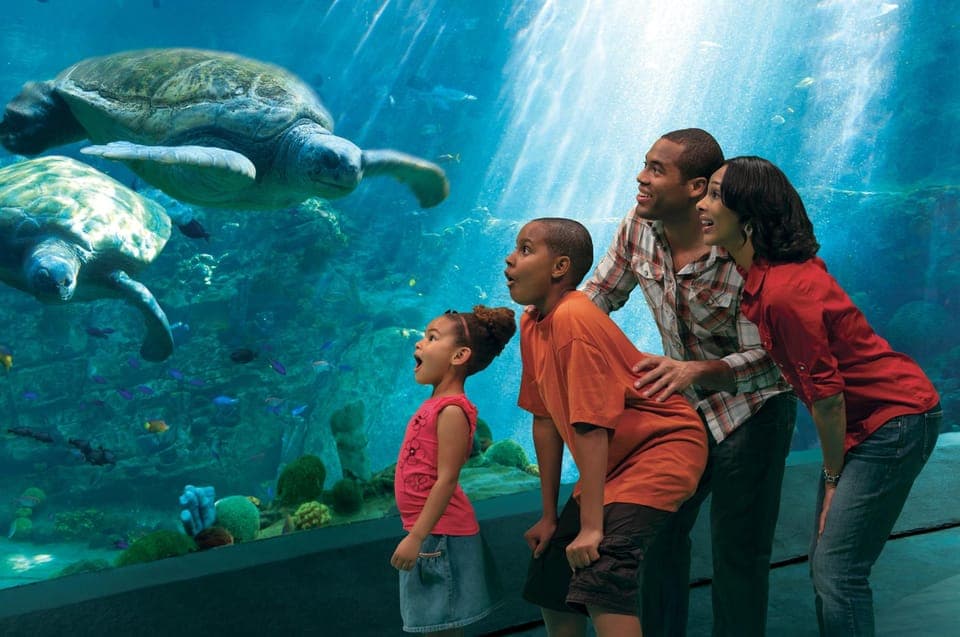 SeaWorld Orlando: Park Admission Ticket Gallery Image 3