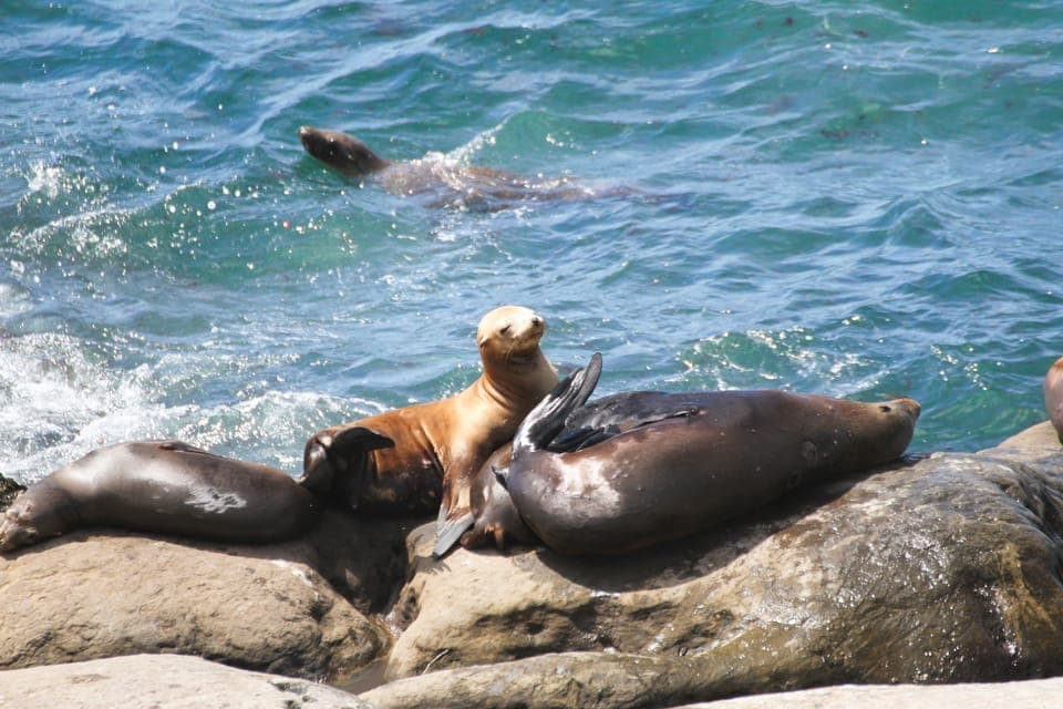 16. The San Diego Highlights Tour - Image 16