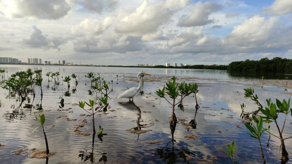 Kayak sunset cancun Gallery Image 2