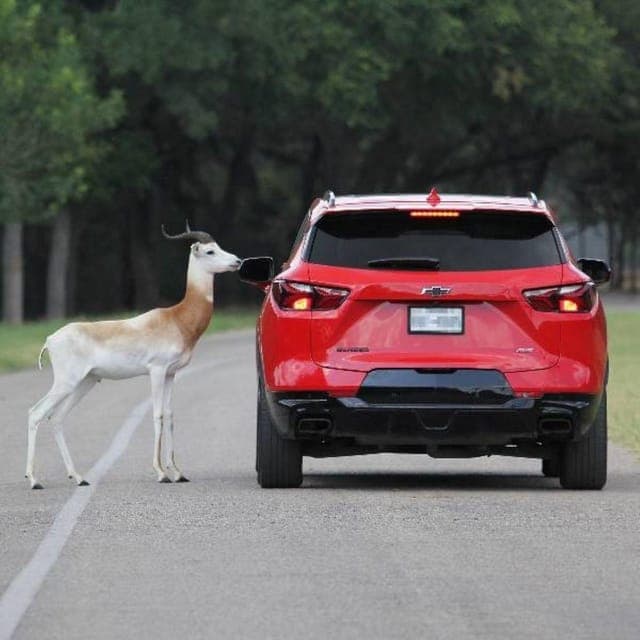7. Natural Bridge Wildlife Ranch: Self-Guided Safari Drive-Thru - Image 7