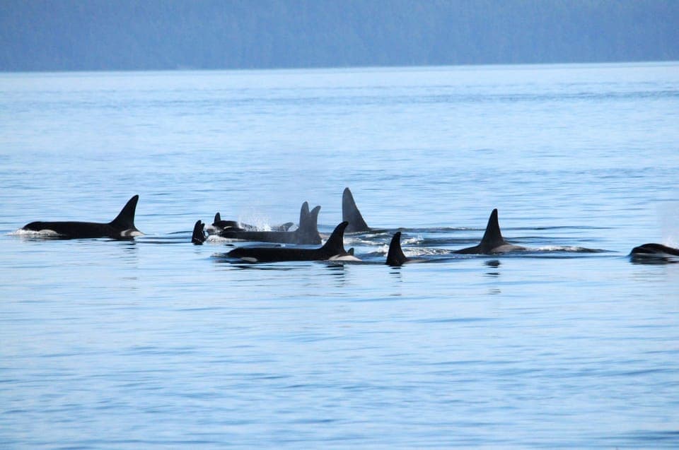 Covered Whale Watching Adventure with Free Photos Gallery Image 2