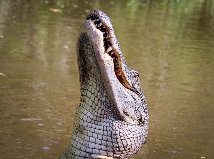High Speed 16 Passenger Airboat Ride Gallery Image 4